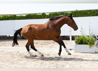 AES, Merrie, 4 Jaar, 167 cm, Bruin