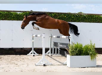 AES, Merrie, 4 Jaar, 167 cm, Bruin