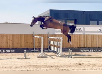 AES, Merrie, 4 Jaar, 168 cm, Bruin