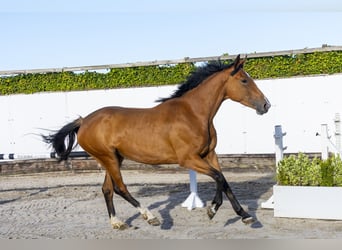 AES, Merrie, 4 Jaar, 168 cm, Bruin