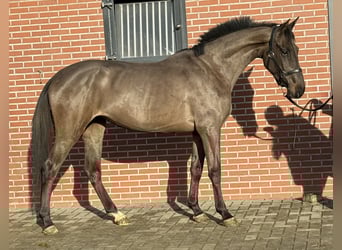 AES, Merrie, 4 Jaar, 168 cm, Zwartbruin
