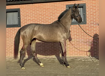AES, Merrie, 4 Jaar, 168 cm, Zwartbruin