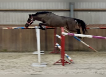 AES, Merrie, 4 Jaar, 169 cm, Zwartbruin