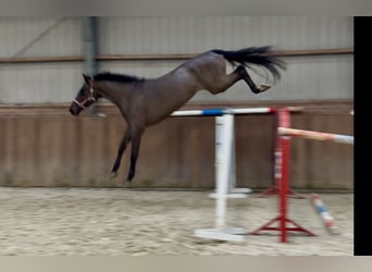 AES, Merrie, 4 Jaar, 169 cm, Zwartbruin