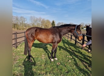 AES, Merrie, 4 Jaar, 174 cm, Donkerbruin