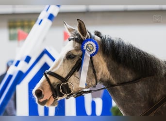 AES, Merrie, 5 Jaar, 154 cm, Schimmel