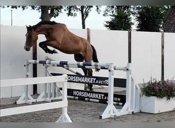 AES, Merrie, 5 Jaar, 158 cm, Bruin