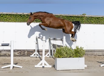 AES, Merrie, 5 Jaar, 159 cm, Bruin