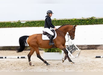 AES, Merrie, 5 Jaar, 164 cm, Bruin