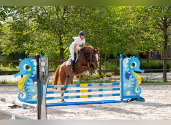 AES, Merrie, 5 Jaar, 164 cm, Vos