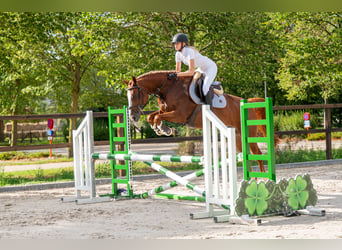 AES, Merrie, 5 Jaar, 164 cm, Vos