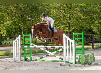 AES, Merrie, 5 Jaar, 164 cm, Vos