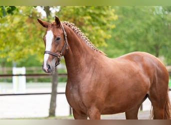 AES, Merrie, 5 Jaar, 164 cm, Vos