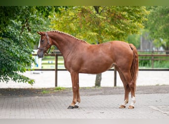 AES, Merrie, 5 Jaar, 164 cm, Vos