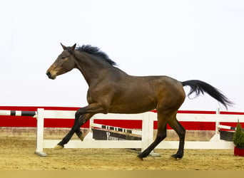 AES, Merrie, 5 Jaar, 165 cm, Bruin