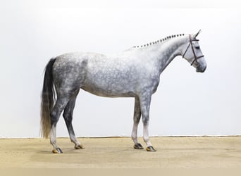 AES, Merrie, 5 Jaar, 166 cm, Schimmel