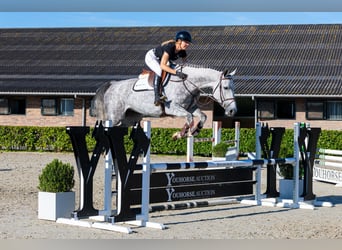 AES, Merrie, 5 Jaar, 166 cm, Schimmel
