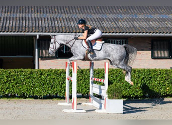 AES, Merrie, 5 Jaar, 166 cm, Schimmel