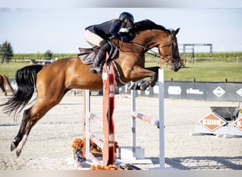 AES, Merrie, 5 Jaar, 167 cm, Bruin