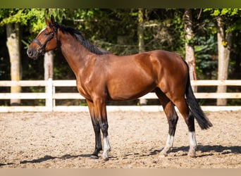 AES, Merrie, 5 Jaar, 170 cm, Bruin