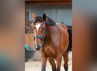 AES, Merrie, 5 Jaar, 170 cm, Bruin