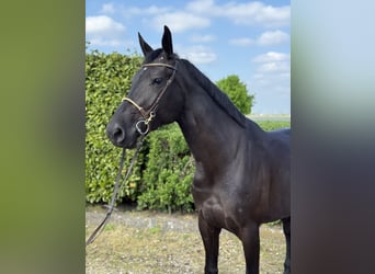 AES, Merrie, 5 Jaar, 170 cm, Zwart