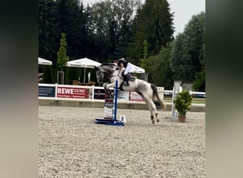 AES, Merrie, 5 Jaar, 172 cm, Gevlekt-paard