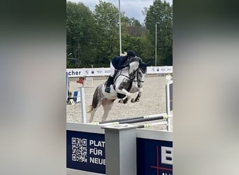 AES, Merrie, 5 Jaar, 172 cm, Gevlekt-paard