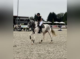 AES, Merrie, 5 Jaar, 172 cm, Gevlekt-paard