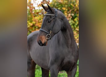 AES, Merrie, 6 Jaar, 100 cm, Donkerbruin