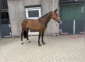 AES, Merrie, 6 Jaar, 158 cm, Bruin