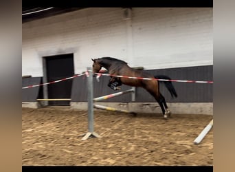 AES, Merrie, 6 Jaar, 158 cm, Bruin