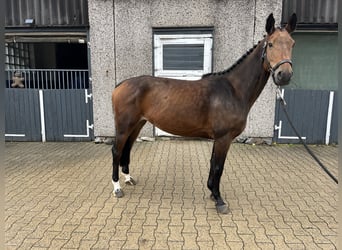 AES, Merrie, 6 Jaar, 158 cm, Bruin