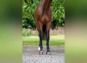 AES, Merrie, 6 Jaar, 158 cm, Bruin