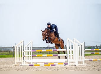 AES, Merrie, 6 Jaar, 158 cm, Bruin