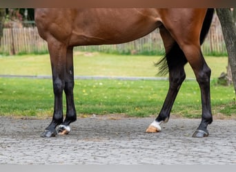 AES, Merrie, 6 Jaar, 158 cm, Bruin