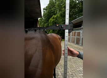 AES, Merrie, 6 Jaar, 158 cm, Bruin