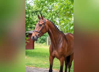 AES, Merrie, 6 Jaar, 158 cm, Bruin