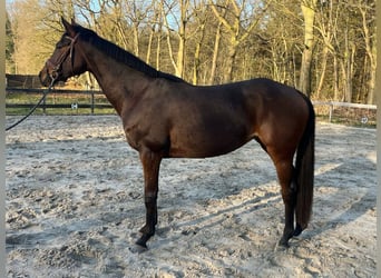 AES, Merrie, 6 Jaar, 162 cm, Bruin