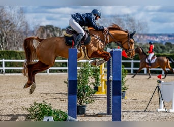 AES, Merrie, 6 Jaar, 163 cm, Vos