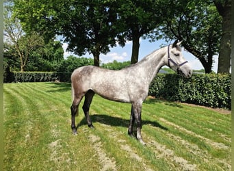 AES, Merrie, 6 Jaar, 164 cm