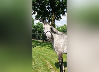 AES, Merrie, 6 Jaar, 164 cm