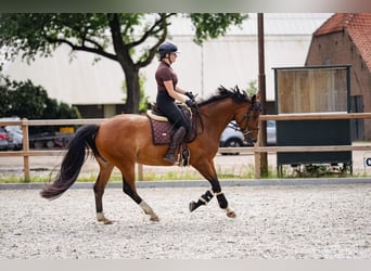 AES, Merrie, 6 Jaar, 165 cm, Lichtbruin