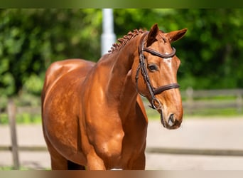 AES, Merrie, 6 Jaar, 165 cm, Vos