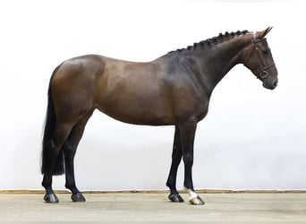 AES, Merrie, 6 Jaar, 167 cm, Bruin