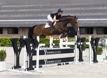 AES, Merrie, 6 Jaar, 167 cm, Bruin