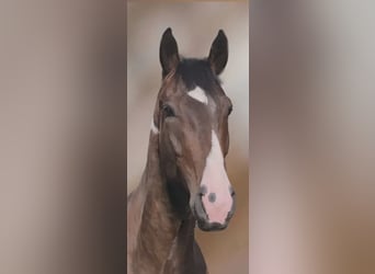 AES, Merrie, 6 Jaar, 170 cm, Gevlekt-paard