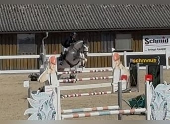 AES, Merrie, 6 Jaar, 172 cm, Schimmel