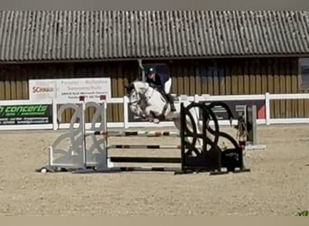 AES, Merrie, 6 Jaar, 172 cm, Schimmel