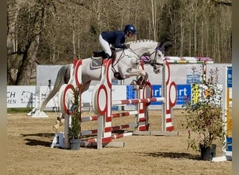 AES, Merrie, 6 Jaar, 172 cm, Schimmel